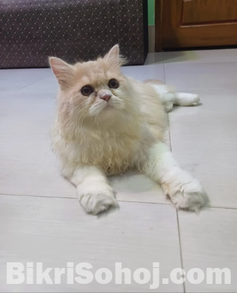 Persian Cat